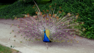 burung-merak 46 senarai